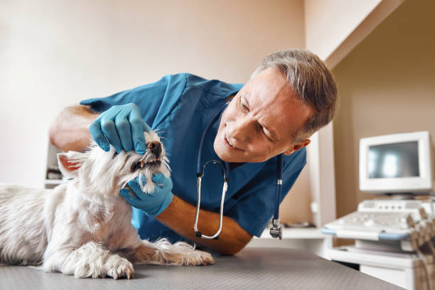 Best Emergency Tooth Extraction in Pittsboro, NC